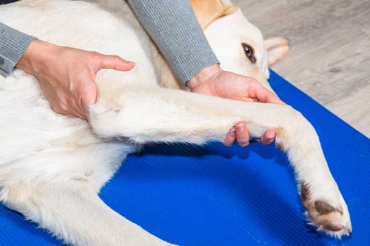 Hund mit Arthritis